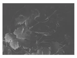 KEK Amsterdam Black & White Flowers Behang 11 KEK Amsterdam Black & White Flowers Behang -DECORATIE Winkel kek amsterdam black white flowers behang 4